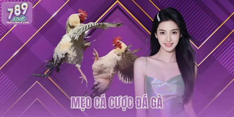 meo-ca-cuoc-da-ga